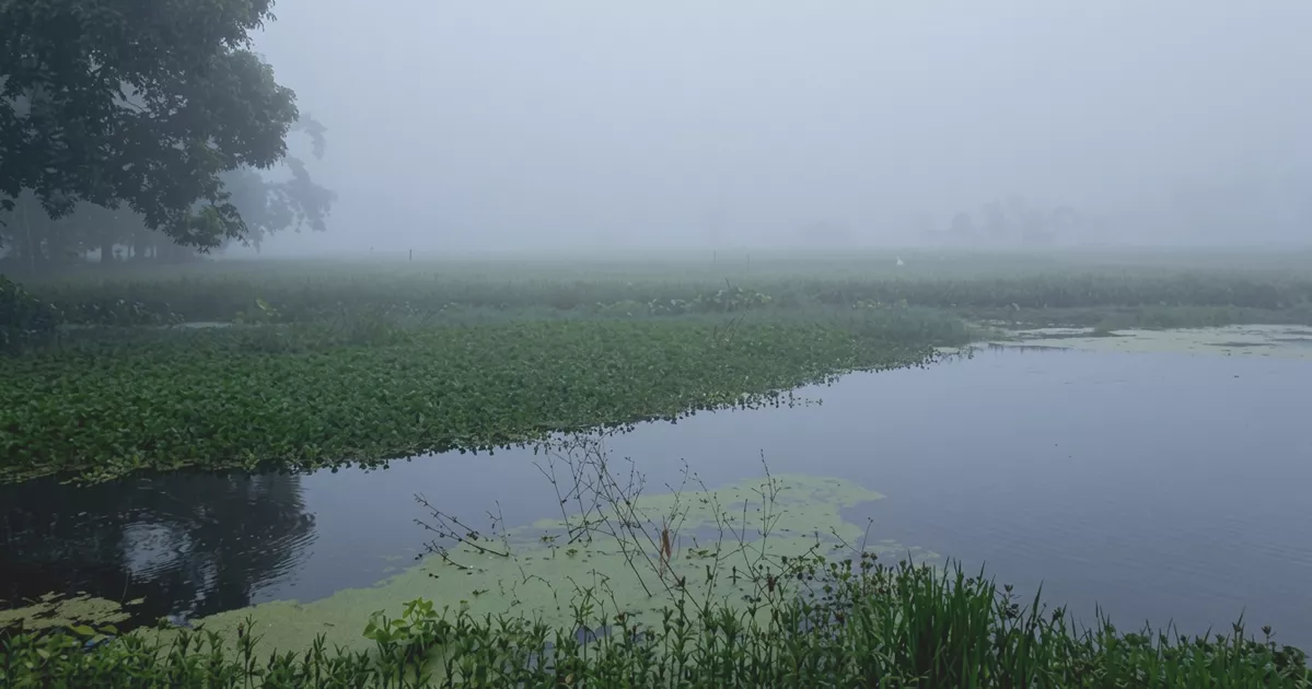 শরতেই উত্তরের কুয়াশাভেজা ভোর: জানান দিচ্ছে শীতের বার্তা